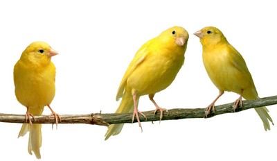 canary.jpg