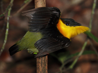 Manakin displaying