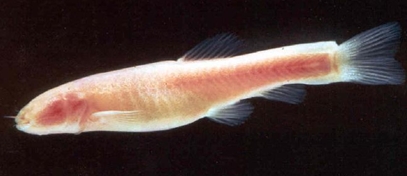 cave fish.jpg