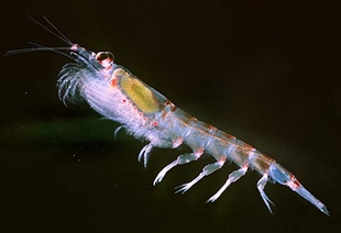 krill.jpg