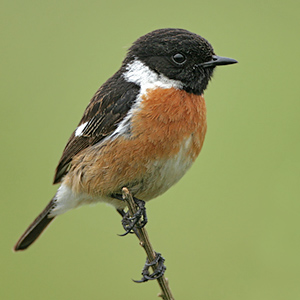 stonechat pic